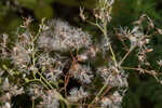 Hammock snakeroot